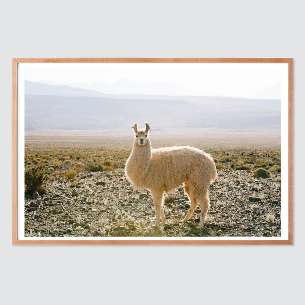 Atacama Desert - Image 3