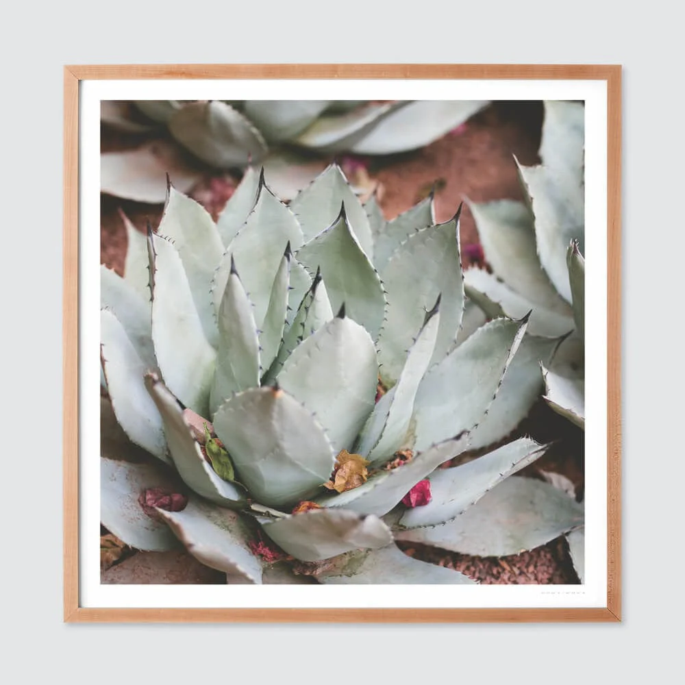 Jardin - Image 6
