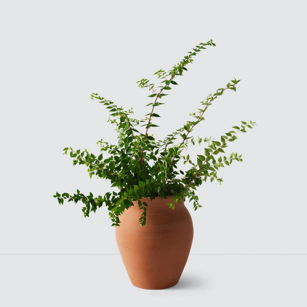 Lafayette Planter - Image 5