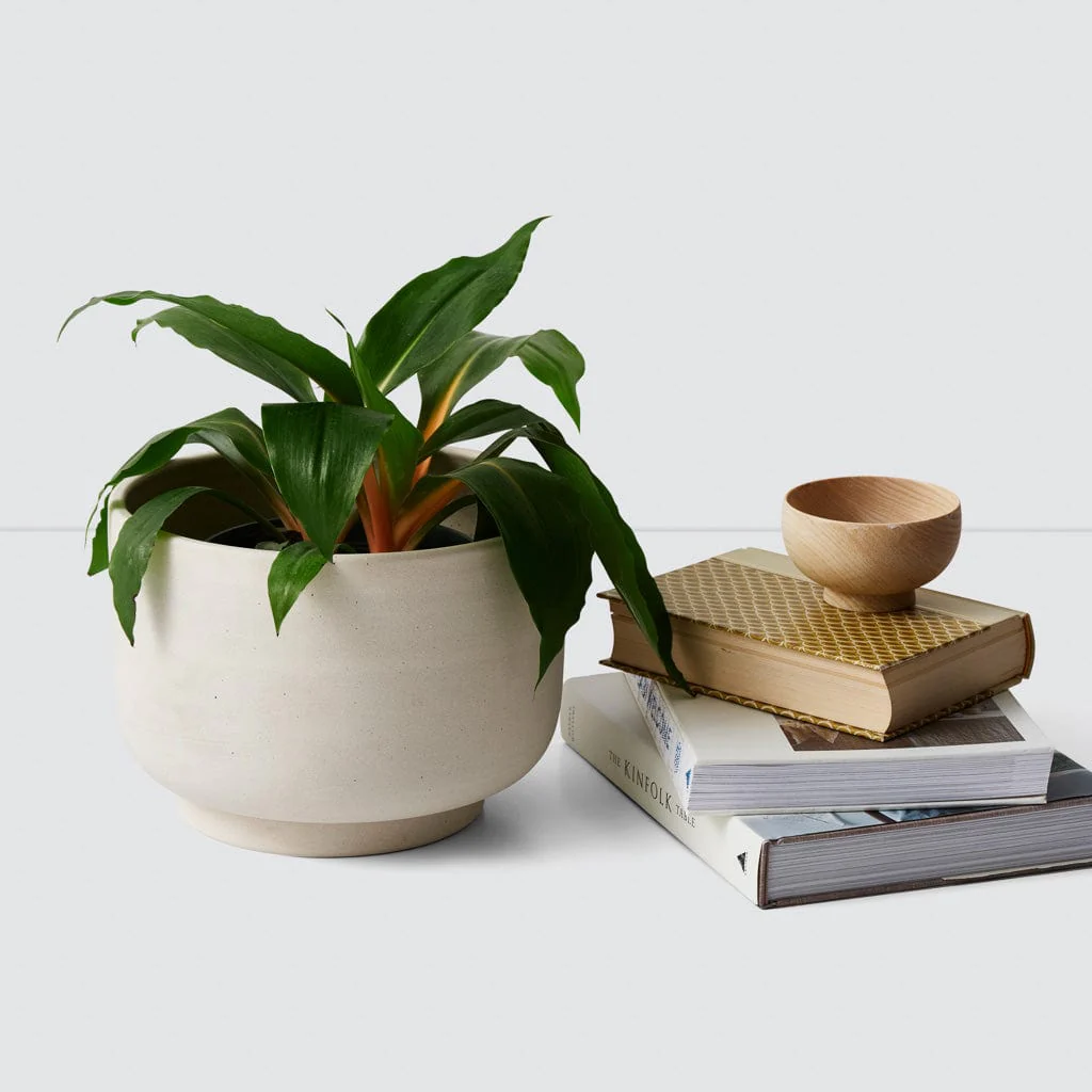 Paseo Tabletop Planter - Image 2
