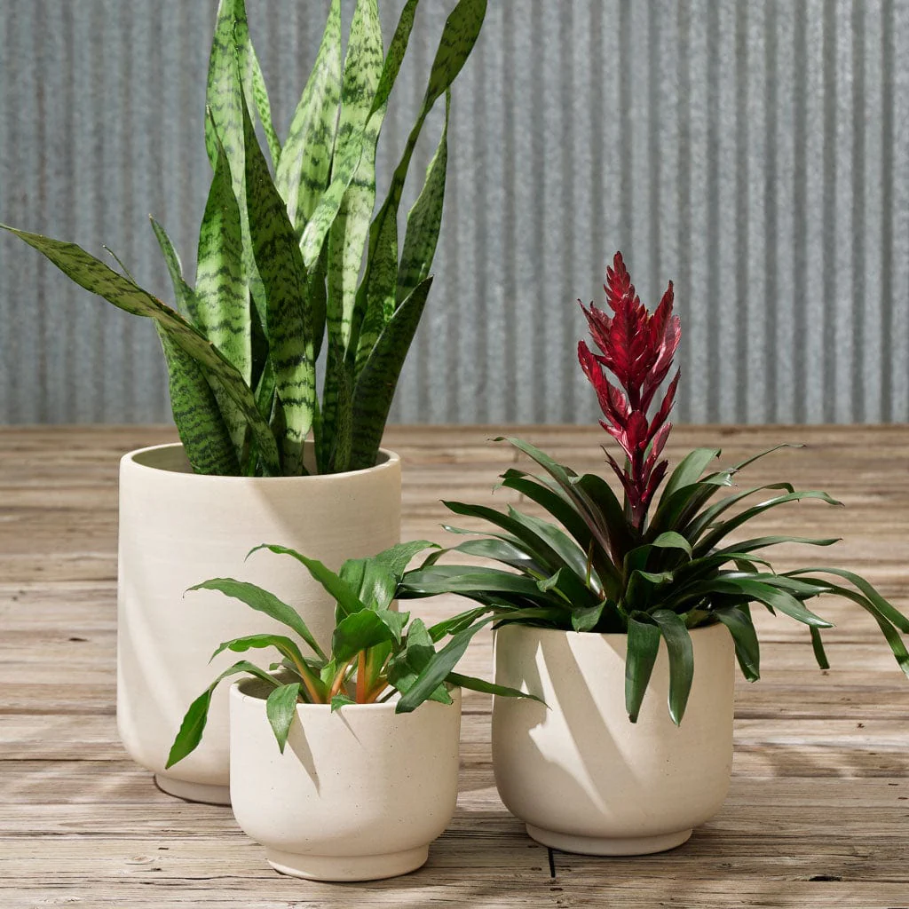 Paseo Tabletop Planter - Image 4